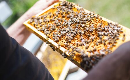 Bienen Imkerei mit Honig