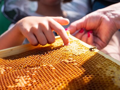 Bienenwabe mit Biene beim Besuch der Imkerei