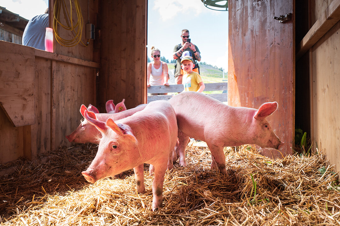 Kinder beim Schweinewaschen