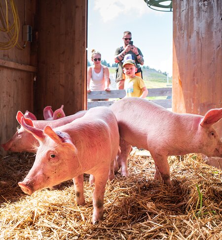 Kinder beim Schweinewaschen