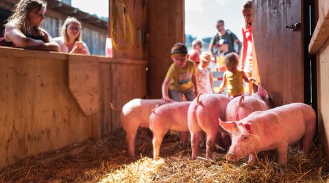 Kinder beim Schweinewaschen im Schweinestall