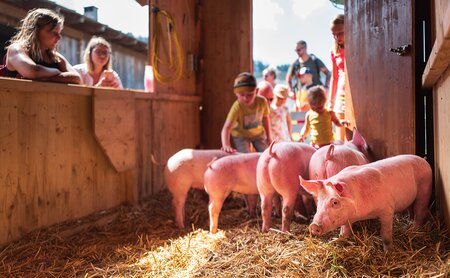 Kinder beim Schweinewaschen