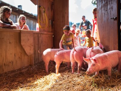 Kinder steicheln die Schweine beim Schweinewaschen