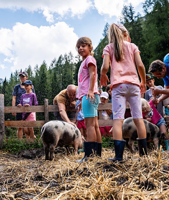 Schweine beim Schweinewaschen auf der Alm