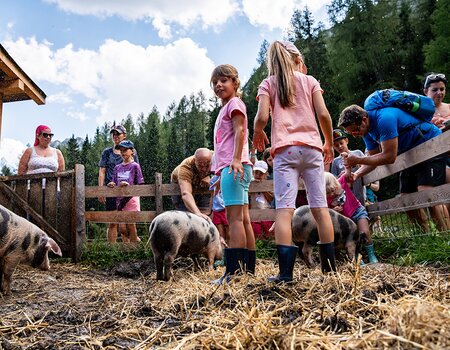 Schweine beim Schweinewaschen auf der Alm