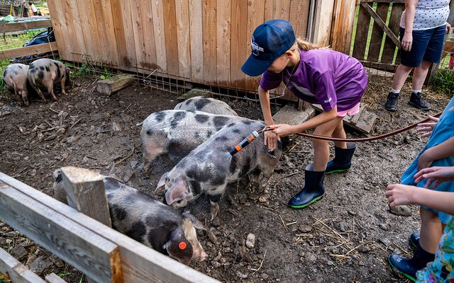 Mädchen beim Schweinewaschen